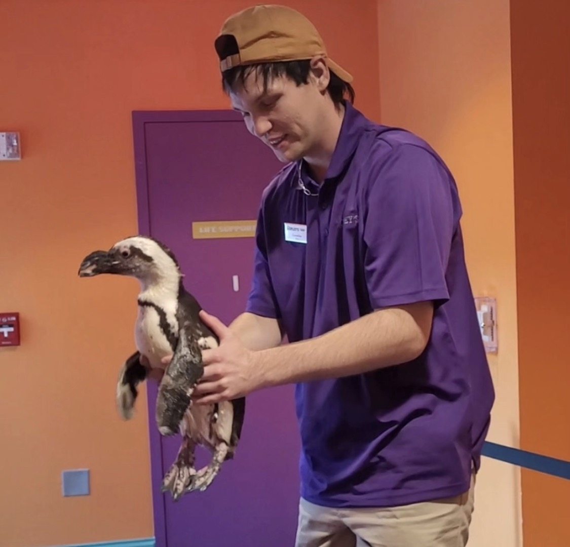 Evan working with a penguin at an aquarium
